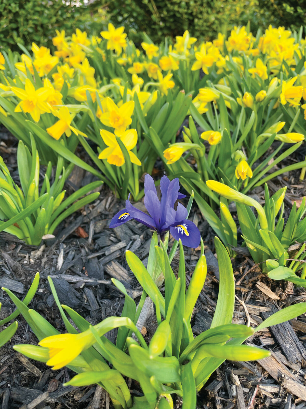 Signs that spring is upon us